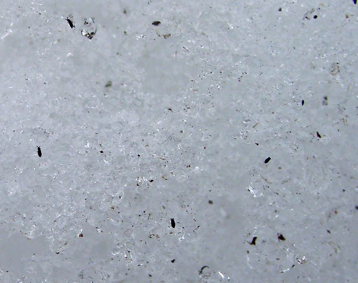 Invertebrati nella neve, aiuto riconoscimento - Collemboli